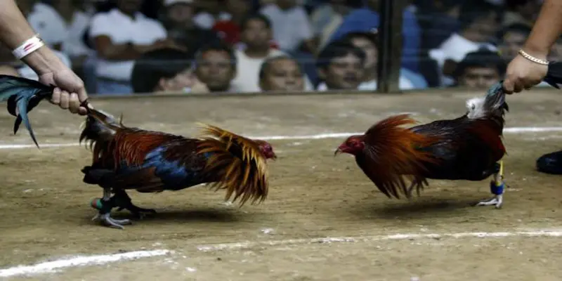 Gà mỹ đá cựa tròn