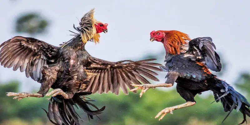 Mẹo tham gia đá gà philippines