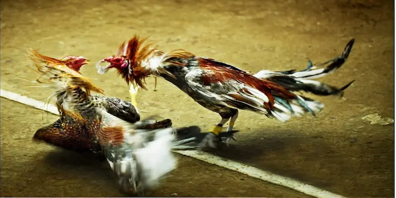 Gà mỹ đá cựa tròn So sánh gà mỹ đá cựa tròn