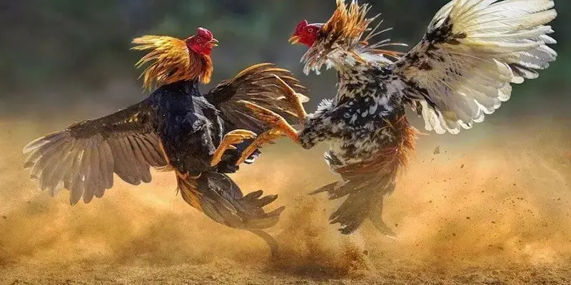 Đá gà cựa sắt campuchia Tại sao đá gà cựa sắt campuchia hấp dẫn