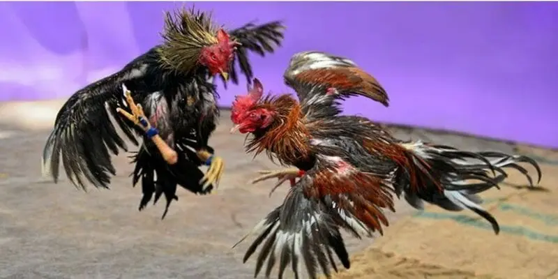 Cách nhận biết gà đá hay